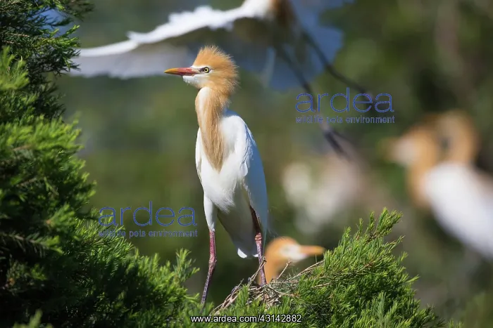 : Cattle Egret : Cattle Egret