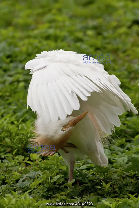 : Cattle Egret : Cattle Egret