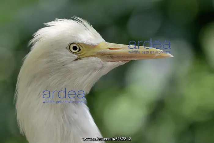 : Cattle Egret : Cattle Egret