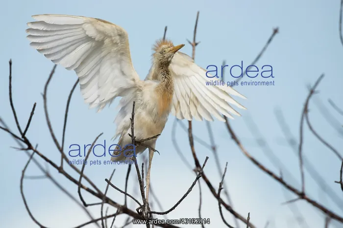 : Cattle Egret : Cattle Egret