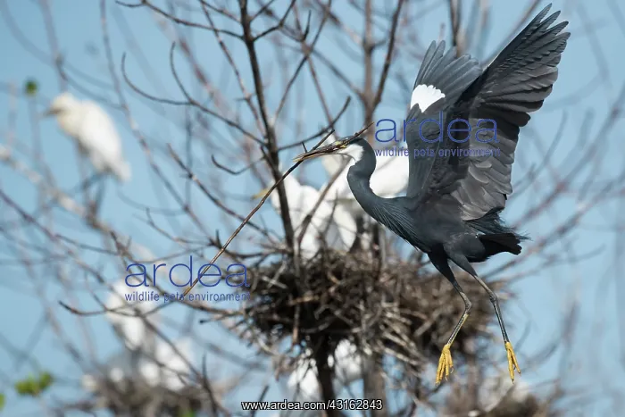 : Cattle Egret : Cattle Egret