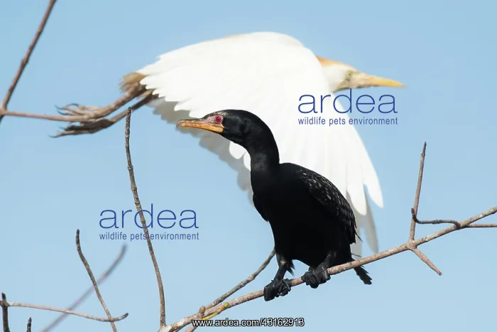 : Cattle Egret : Cattle Egret