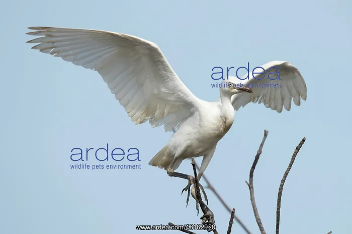 : Cattle Egret : Cattle Egret
