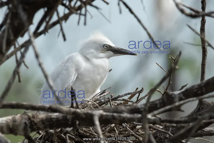 : Cattle Egret : Cattle Egret