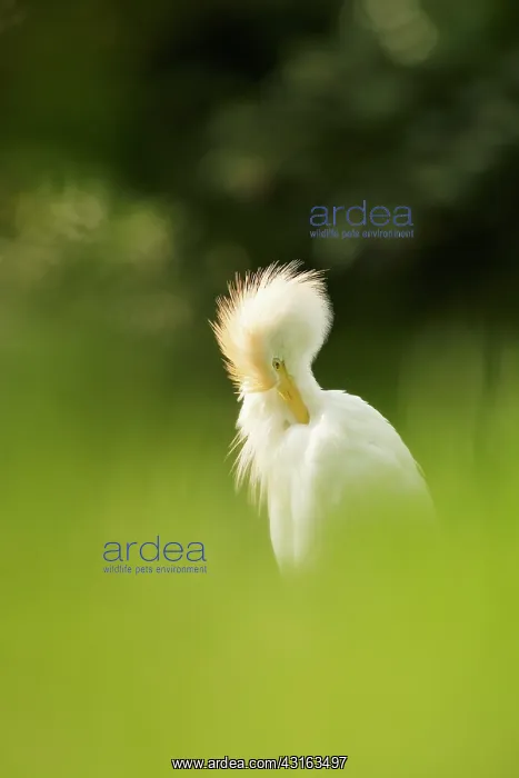 : Cattle Egret : Cattle Egret