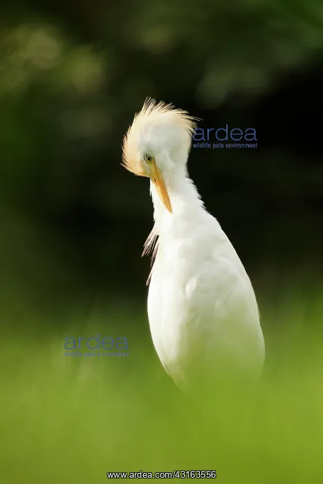 : Cattle Egret : Cattle Egret