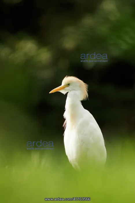 : Cattle Egret : Cattle Egret