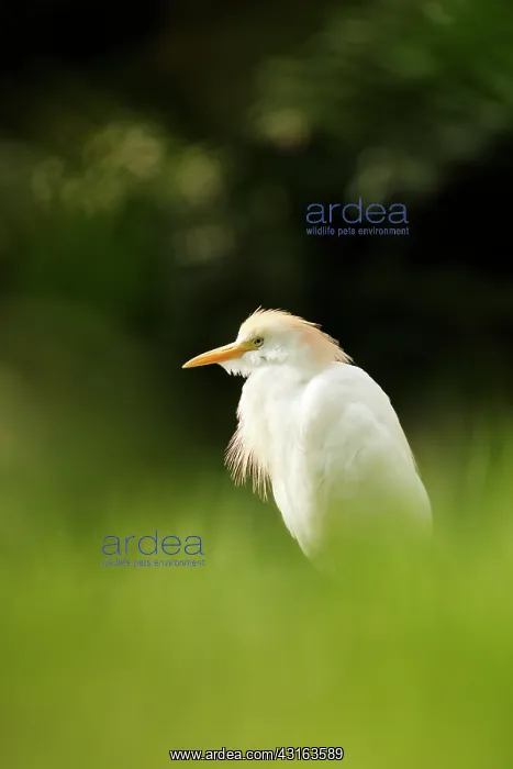 : Cattle Egret : Cattle Egret