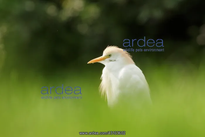 : Cattle Egret : Cattle Egret