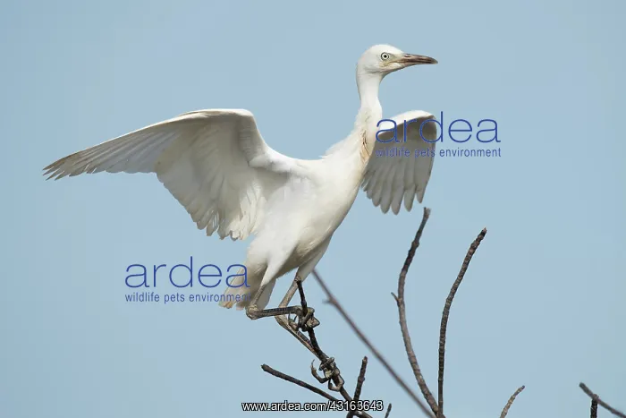 : Cattle Egret : Cattle Egret