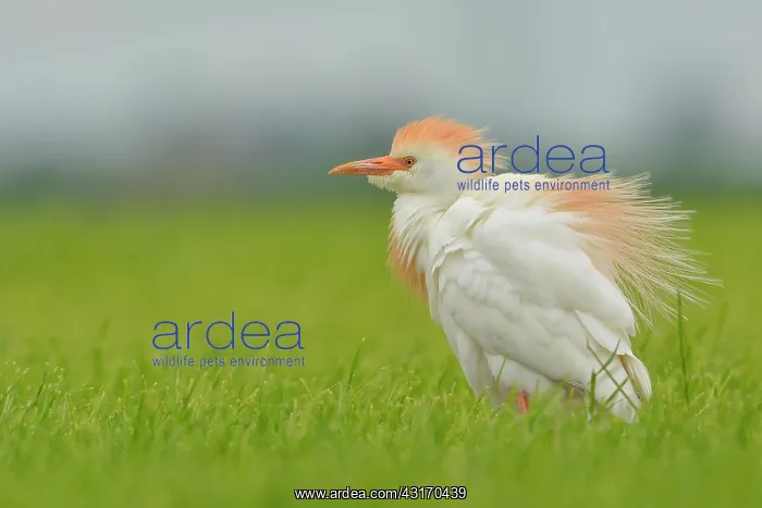 : Cattle Egret : Cattle Egret
