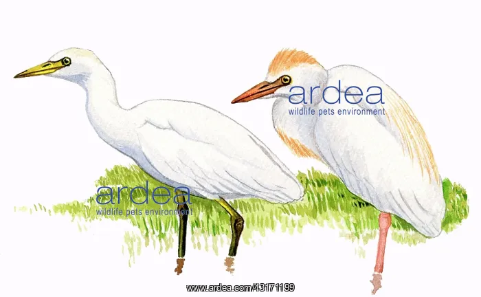 : Cattle Egret : Cattle Egret