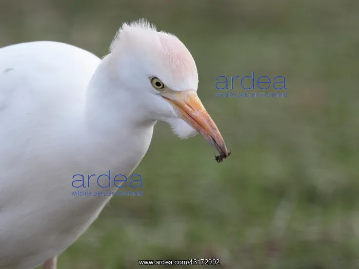 : Cattle Egret : Cattle Egret