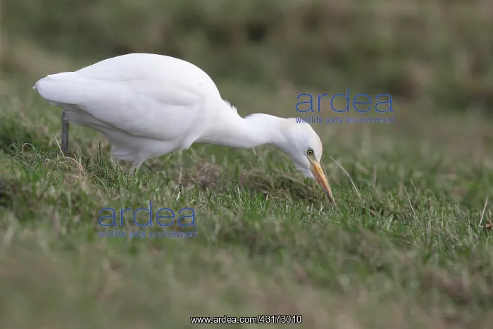 : Cattle Egret : Cattle Egret