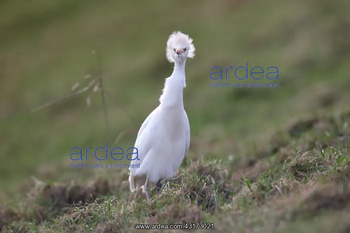 : Cattle Egret : Cattle Egret