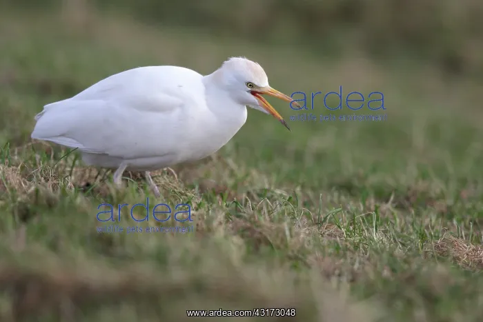 : Cattle Egret : Cattle Egret