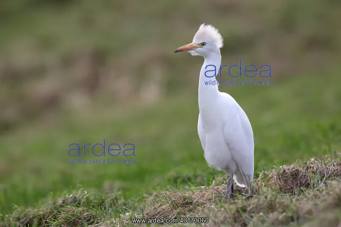 : Cattle Egret : Cattle Egret