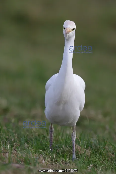 : Cattle Egret : Cattle Egret
