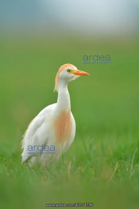 : Cattle Egret : Cattle Egret