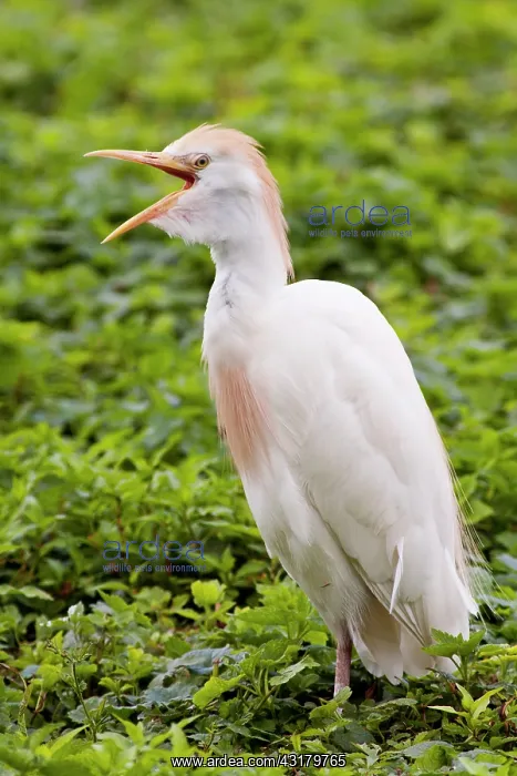 : Cattle Egret : Cattle Egret
