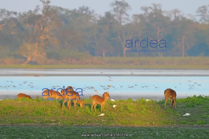 : Cattle Egret : Cattle Egret