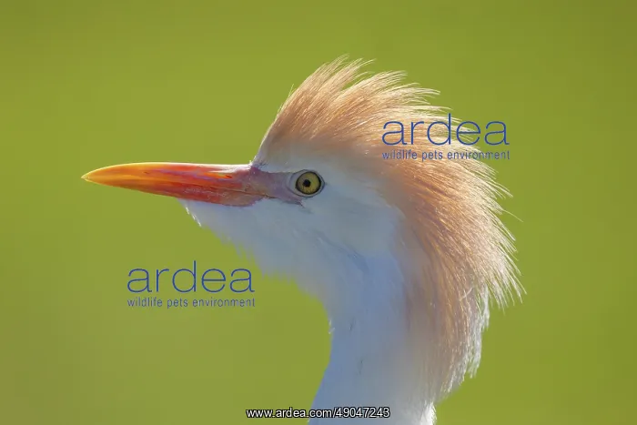 : CATTLE EGRET : CATTLE EGRET