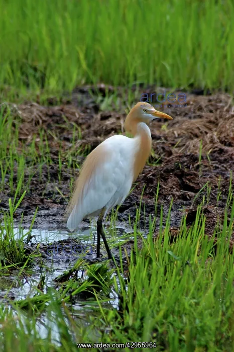  : Cattle Egret with adult breeding plumes