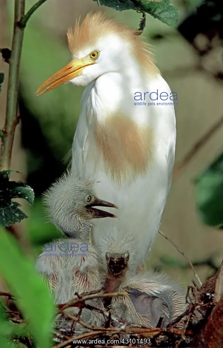 : Cattle Egret adult with young : Cattle Egret adult with young