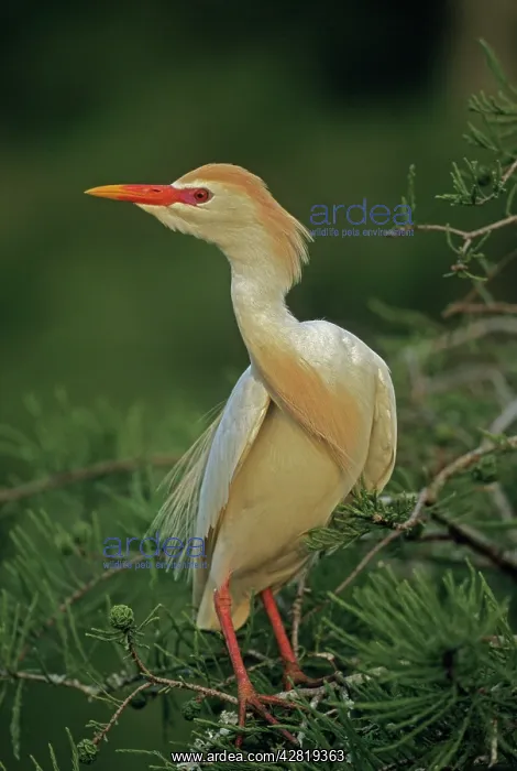 : Cattle Egret - breeding adult : Cattle Egret - breeding adult