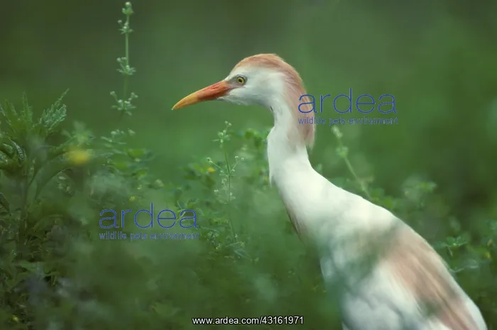 : Cattle Egret in breeding plumage : Cattle Egret in breeding plumage