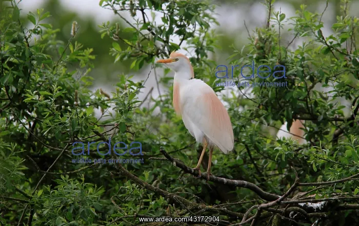 : Cattle Egret ( Bubulcus ibis ) on a branch, Normandy : Cattle Egret ( Bubulcus ibis ) on a branch, Normandy