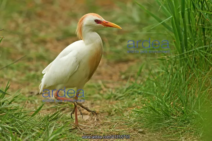: Cattle Egret (Bubulcus ibis) forraging : Cattle Egret (Bubulcus ibis) forraging