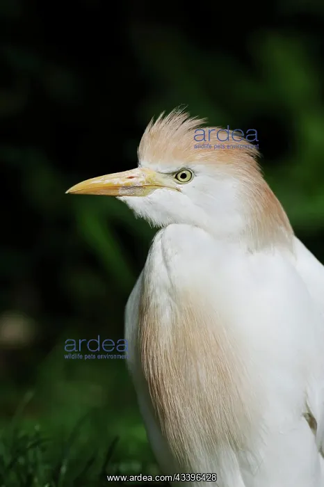  : Cattle egret (Bubulcus ibis), portrait, Camargue