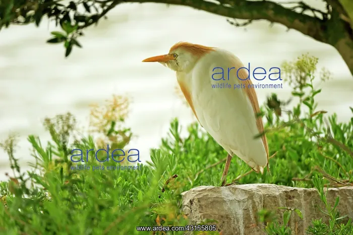 : Cattle Egret (Bubulcus ibis) resting : Cattle Egret (Bubulcus ibis) resting
