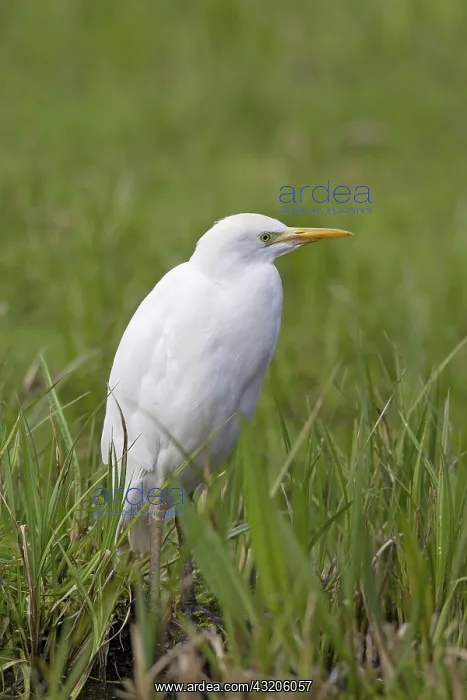 : Cattle Egret  /  Buff-backed Heron adult
