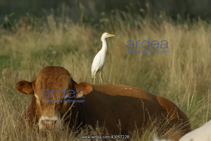 : Cattle egret on a bull calf limousin : Cattle egret on a bull calf limousin