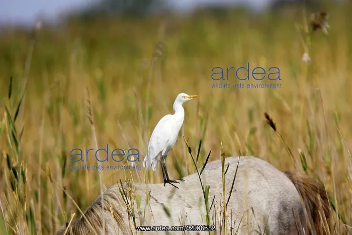 : Cattle Egret - on Camargue horse : Cattle Egret - on Camargue horse