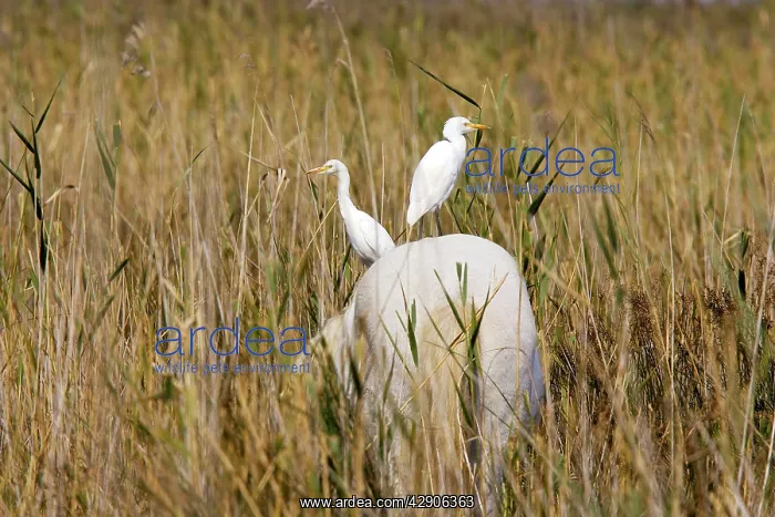 : Cattle Egret - on Camargue horse : Cattle Egret - on Camargue horse