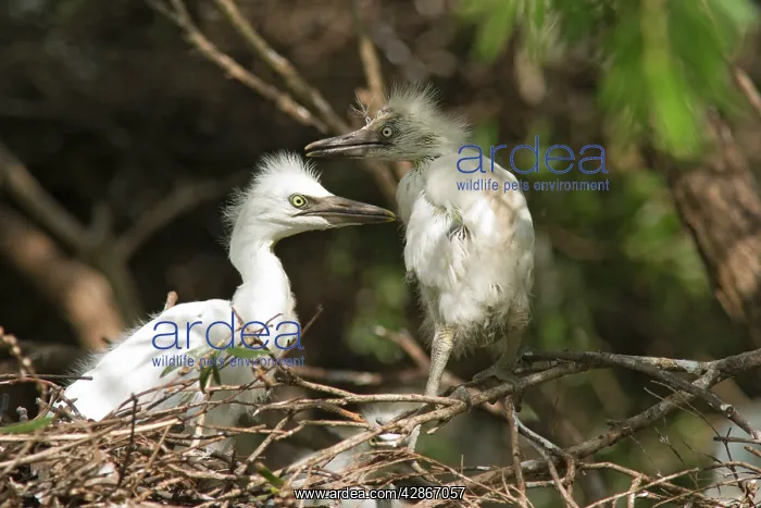 : Cattle Egret Chicks - Several chicks on their nest : Cattle Egret Chicks - Several chicks on their nest
