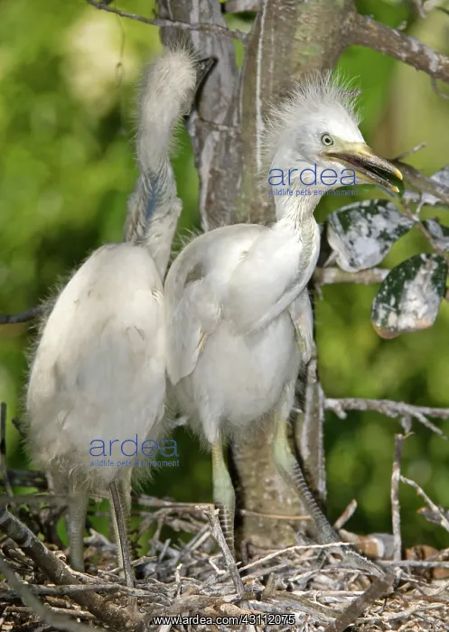 : Cattle Egret chicks at nest : Cattle Egret chicks at nest