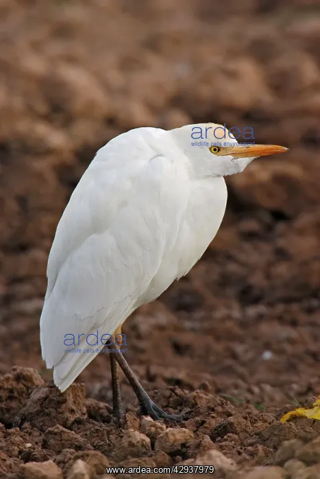: Cattle Egret - feeding : Cattle Egret - feeding