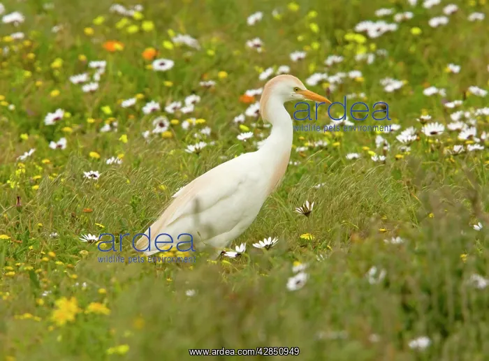 : Cattle Egret - feeding in flowery pasture : Cattle Egret - feeding in flowery pasture