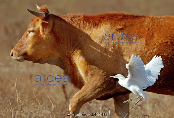 : Cattle Egret - feeding amongst grazing cattle : Cattle Egret - feeding amongst grazing cattle