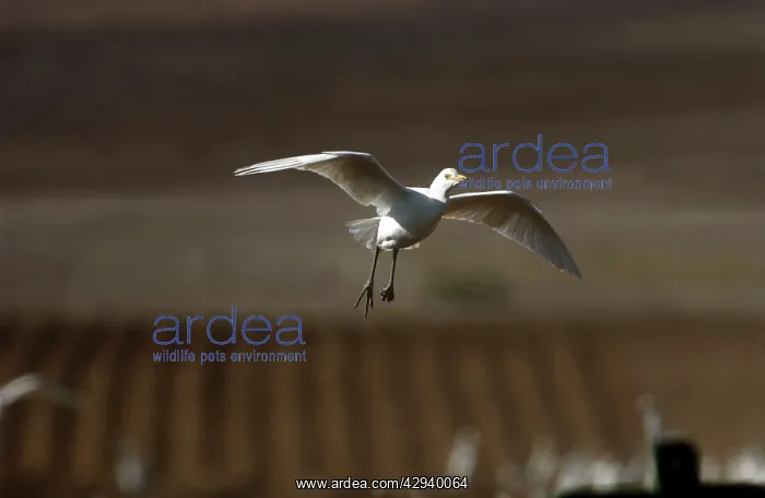 : Cattle Egret - in flight : Cattle Egret - in flight