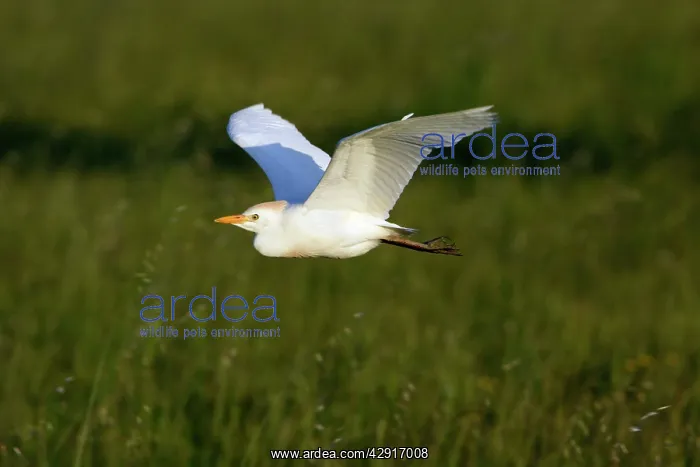 : Cattle Egret - in flight over meadow : Cattle Egret - in flight over meadow
