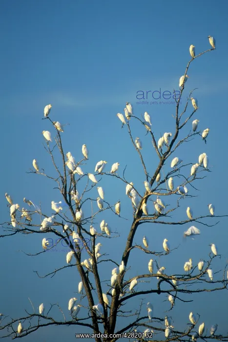 : Cattle Egret - flock : Cattle Egret - flock