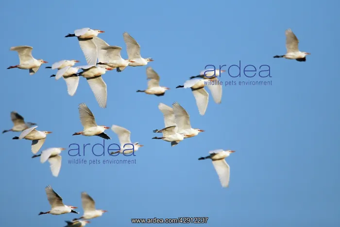 : Cattle Egret - flock in flight : Cattle Egret - flock in flight
