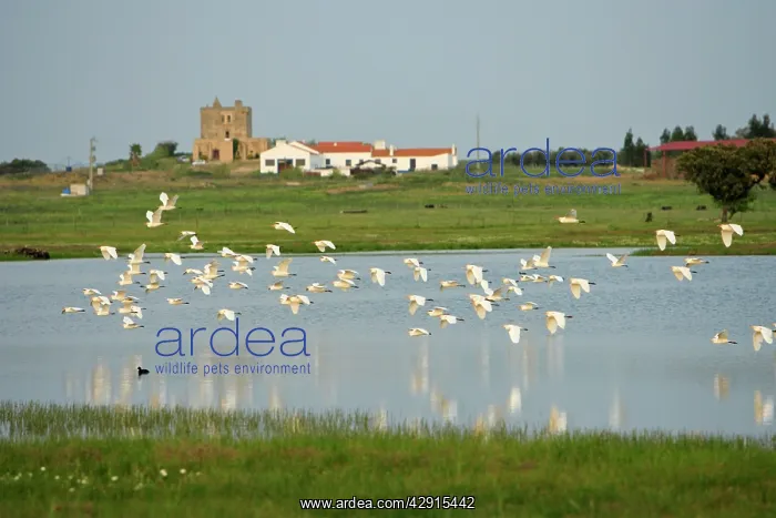 : Cattle Egret - flock flying over ranch lake : Cattle Egret - flock flying over ranch lake