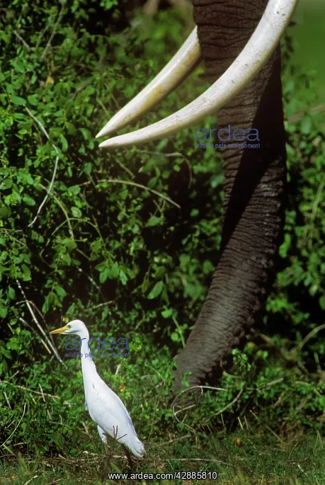  : Cattle Egret - following Elephant