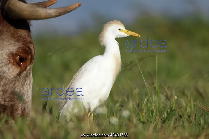 : Cattle Egret - foraging for insects beside cow : Cattle Egret - foraging for insects beside cow